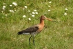 Oiseaux Barge à queue noire (Limosa limosa)