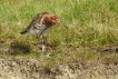 Oiseaux Barge à queue noire (Limosa limosa)