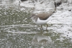 Oiseaux Chevalier guignette (Actitis hypoleucos)