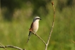 Oiseaux pie grièche écorcheur