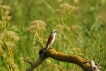 Oiseaux pie grièche écorcheur