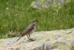 Oiseaux Pipit spioncelle (Anthus spinoletta)