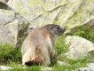 Mammifères Marmotte (Marmota marmota)