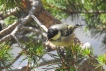 Oiseaux Mésange noire (Periparus ater)