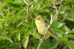 Oiseaux Hypolaïs polyglotte (Hippolais polyglotta)