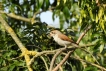 Oiseaux pie grièche écorcheur femellle