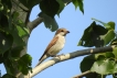 Oiseaux pie grièche écorcheur femellle