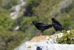 Oiseaux crave à bec rouge