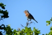 Oiseaux fauvette passerinette