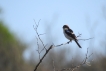 Oiseaux pie grièche à tête rousse