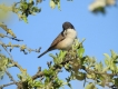 Oiseaux fauvette orphée