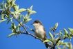 Oiseaux fauvette orphée