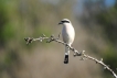 Oiseaux pie grièche écorcheur