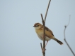 Oiseaux Cisticole des joncs (Cisticola juncidis)