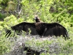 Oiseaux vautour moine