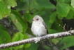 Oiseaux gobe mouche gris (jeune)