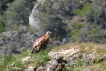 Oiseaux Vautour fauve (Gyps fulvus)