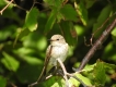 Oiseaux gobe mouche gris