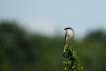 Oiseaux pie grièche écorcheur