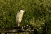 Oiseaux Héron bihoreau gris (Nycticorax nycticorax)