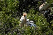 Oiseaux heron garde boeuf