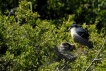 Oiseaux Héron bihoreau gris (Nycticorax nycticorax)