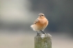 Oiseaux Traquet motteux (Oenanthe oenanthe)