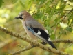 Oiseaux Geai de chènes (Garrulus glandarius)