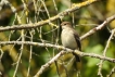 Oiseaux gobe mouche noir