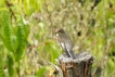 Oiseaux gobe mouche noir