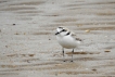 Oiseaux Gravelot à collier interrompu (Charadrius alexandrinus)