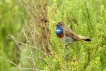 Oiseaux Gorgebleue à miroir (Luscinia svecica)