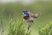 Oiseaux Gorgebleue à miroir (Luscinia svecica)