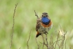 Oiseaux Gorgebleue à miroir (Luscinia svecica)