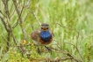 Oiseaux Gorgebleue à miroir (Luscinia svecica)