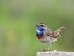 Oiseaux Gorgebleue à miroir (Luscinia svecica)