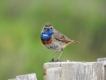 Oiseaux Gorgebleue à miroir (Luscinia svecica)