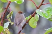 Oiseaux fauvette à tête noire femele