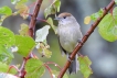 Oiseaux fauvette à tête noire femele