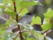 Oiseaux fauvette a tête noire ( mâle )