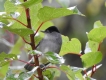 Oiseaux fauvette a tête noire ( mâle )