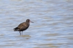 Oiseaux Chevalier arlequin