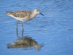 Oiseaux Combattant varié (Philomachus pugnax)