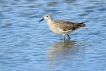 Oiseaux Combattant varié (Philomachus pugnax)