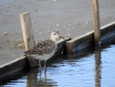 Oiseaux Combattant varié (Philomachus pugnax)