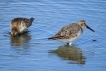 Oiseaux Bécasseau variable (Calidris alpina)