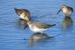 Oiseaux Bécasseau variable (Calidris alpina)