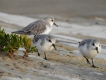 Oiseaux Bécasseau sanderling (Calidris alba)