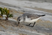 Oiseaux Bécasseau sanderling (Calidris alba)