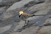 Oiseaux Bergeronnette grise (Motacilla alba)